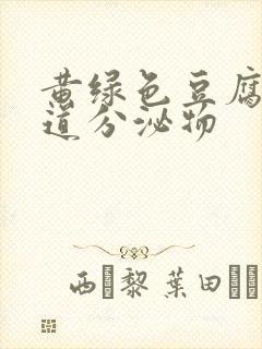 黄绿色豆腐样阴道分泌物