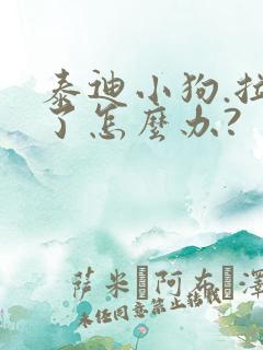 泰迪小狗.拉稀了怎么办?