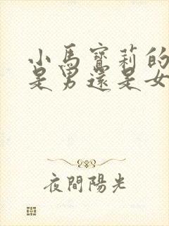 小马宝莉的云宝是男还是女