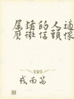 属猪的人适合什么微信头像财运好