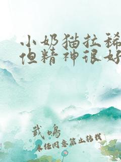 小奶猫拉稀带血但精神很好