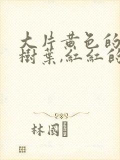 大片黄色的银杏树叶,红红的枫叶