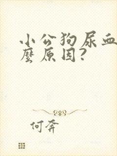 小公狗尿血是什么原因?