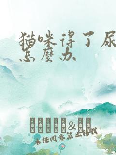 猫咪得了尿闭症怎么办