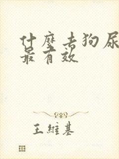 什么去狗尿骚味最有效