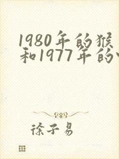 1980年的猴和1977年的蛇相配还是相克