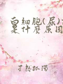 白细胞(尿)高是什么原因