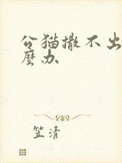 公猫撒不出尿怎么办