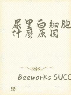 尿里白细胞高是什么原因