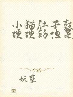 小猫肚子鼓鼓的硬硬的但是很活泼