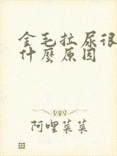 金毛拉尿很黄是什么原因