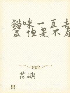 猫咪一直去猫砂盆 但是不尿