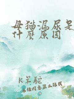 母猫漏尿是因为什么原因