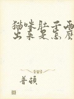 猫咪肚子两边鼓出来是怎么回事