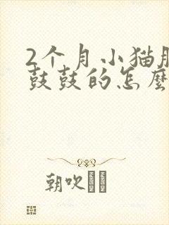 2个月小猫肚子鼓鼓的怎么回事