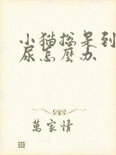 小猫总是到处撒尿怎么办