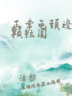 正常龟头边缘小颗粒图