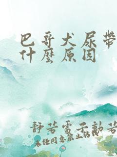 巴哥犬尿带血是什么原因