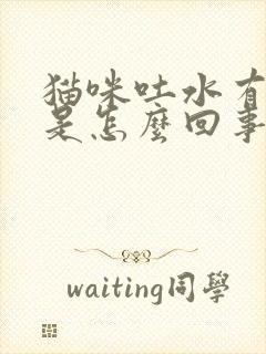 猫咪吐水有泡沫是怎么回事