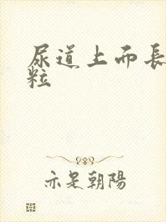 尿道上面长小肉粒