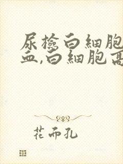 尿检白细胞,潜血,白细胞高是怎么回事