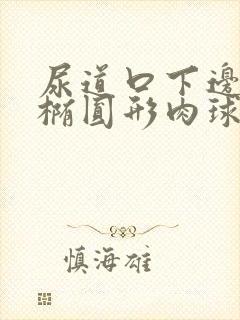 尿道口下边有个椭圆形肉球