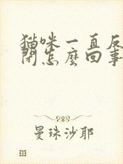 猫咪一直反复尿闭怎么回事