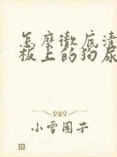 怎么彻底清除地板上的狗尿味