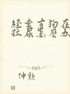 经常有狗在门口拉尿怎么办