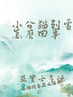 小公猫到处尿是怎么回事