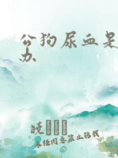 公狗尿血是怎么办