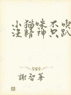 小猫咪不吃不喝没精神只趴着