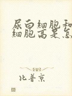 尿白细胞和尿红细胞高是怎么回事