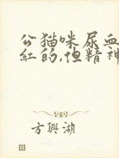 公猫咪尿血了鲜红的,但精神很好