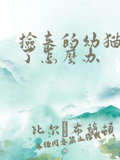 捡来的幼猫拉稀了怎么办