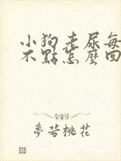 小狗老尿每回尿不点怎么回事