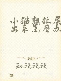 小猫想拉屎拉不出来怎么办