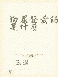 狗尿发黄的原因是什么