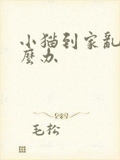 小猫到家乱尿怎么办