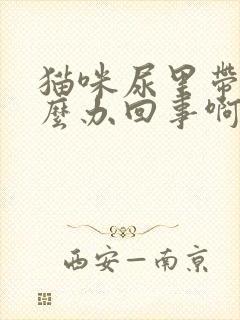 猫咪尿里带血怎么办回事啊