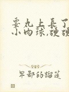 睾丸上长了一个小肉球,硬硬的