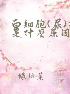 白细胞(尿)高是什么原因