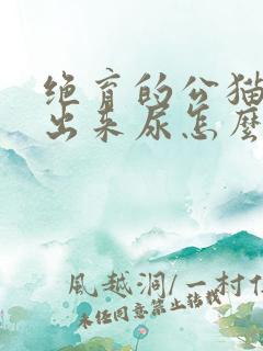 绝育的公猫尿不出来尿怎么解决