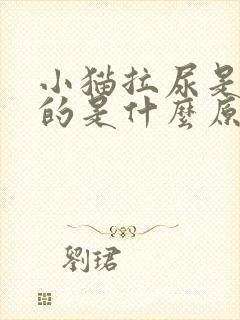 小猫拉尿是黄色的是什么原因