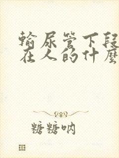 输尿管下段结石在人的什么位置图