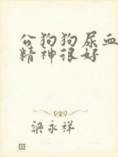 公狗狗尿血但是精神很好