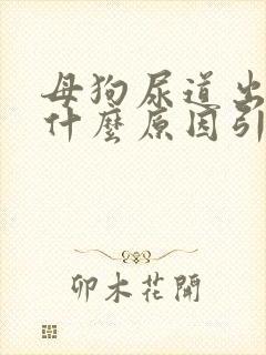 母狗尿道出血是什么原因引起的