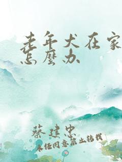 老年犬在家老尿怎么办