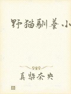 野猫驯养小说