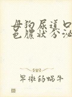 母狗尿道口有黄色脓状分泌物